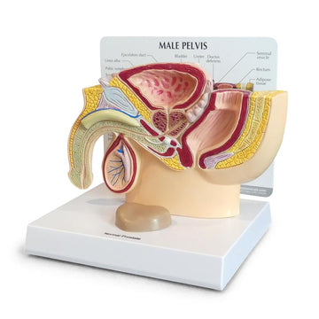 2. Men's Health Education