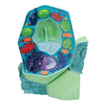 Plant Cell