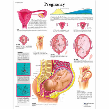 OB-GYN Charts