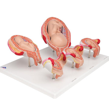 Pregnancy Models Reproduction and Development