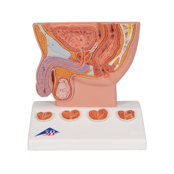 1. Prostate cancer Models