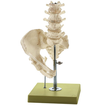 1. SOMSO Vertebral Column Models