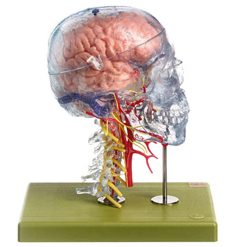 1. SOMSO Head and Nervous System