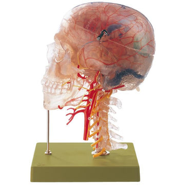 1. SOMSO Skeleton Vessel Models