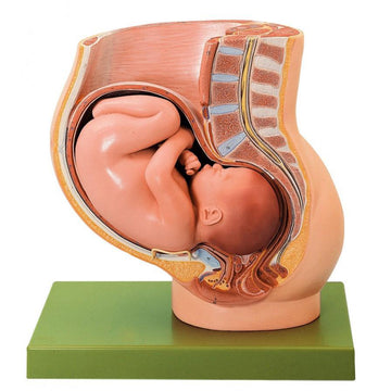 1. Pregnancy Pelvis Models