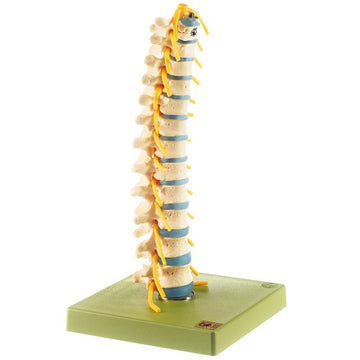 1. Thoracic Vertebrae Models