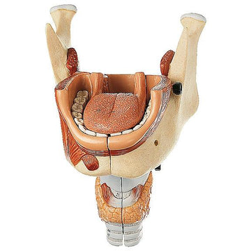 1. SOMSO Nose, Tongue and Larynx