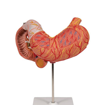 1. Stomach Models