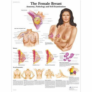 OB/GYN Media and Charts