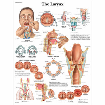 Speech Organs Chart