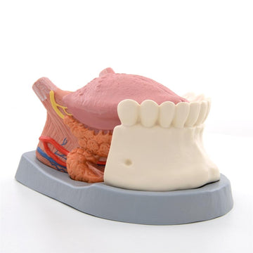 Tongue Models Ear, Nose and Throat Models