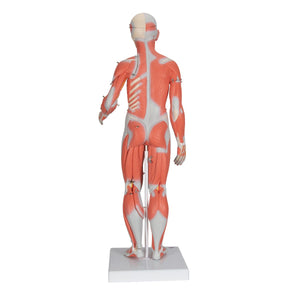 1/2 Life-Size Complete Dual Gender Muscle Figure, 33-part