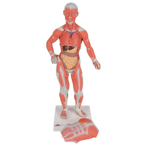 1/3 Life-Size Mini Muscle Figure, 2-part