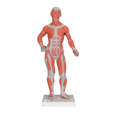 1/3 Life-Size Mini Muscle Figure, 2-part