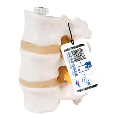 3 Lumbar Vertebrae Model, flexible