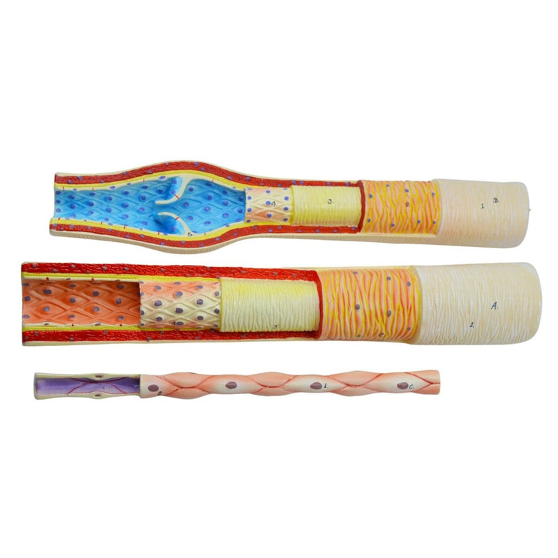 3 Piece Artery, Vein and Capillary Model Set, 13 Inch - Enlarged - Numbered - Cross Sections