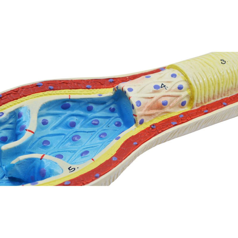 3 Piece Artery, Vein and Capillary Model Set, 13 Inch - Enlarged - Numbered - Cross Sections