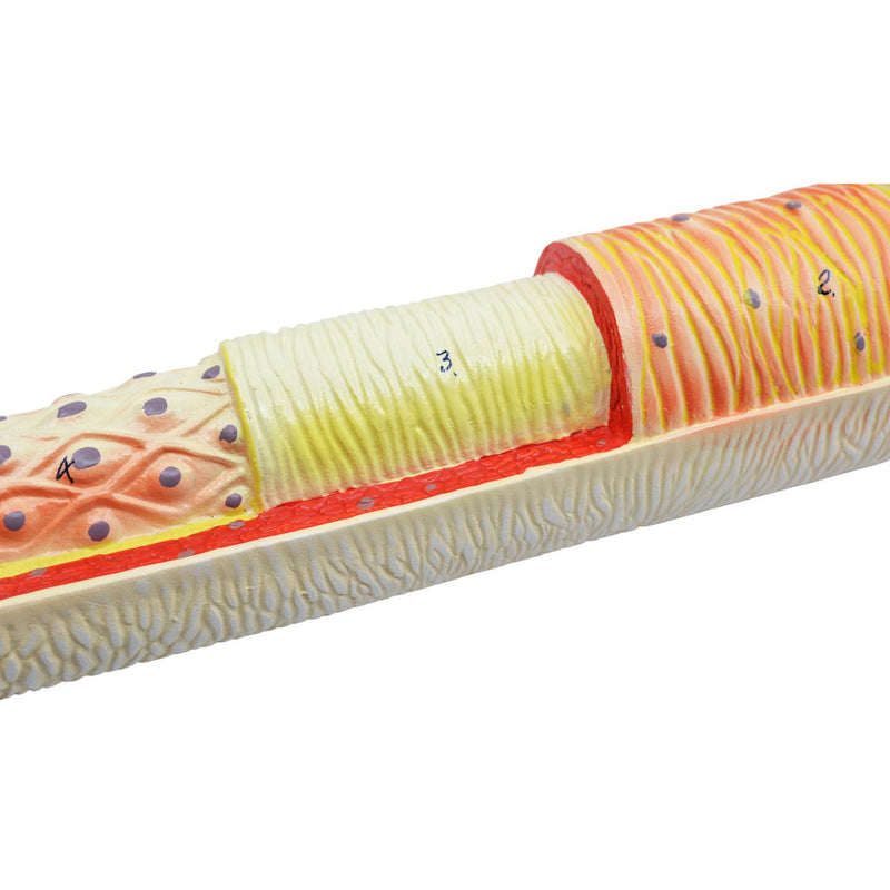 3 Piece Artery, Vein and Capillary Model Set, 13 Inch - Enlarged - Numbered - Cross Sections