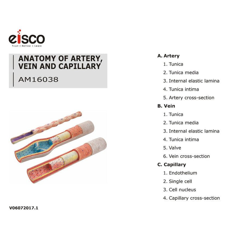 3 Piece Artery, Vein and Capillary Model Set, 13 Inch - Enlarged - Numbered - Cross Sections