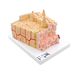 3B MICROanatomy Bone structure model, enlarged 80 times