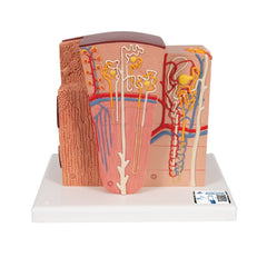 3B MICROanatomy Kidney Model