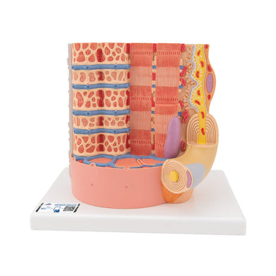 3B MICROanatomy Muscle Fiber Model - 10,000 times magnified