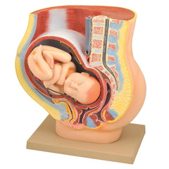 9th Month Pregnancy with Removable Fetus