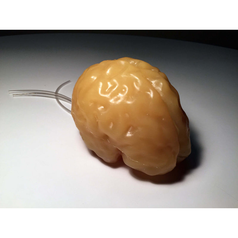 Complex Adult Brain Phantom for Ultrasound, MRI and CT applications