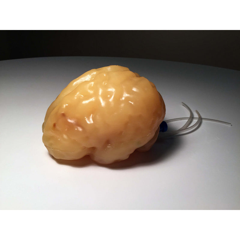 Complex Adult Brain Phantom for Ultrasound, MRI and CT applications