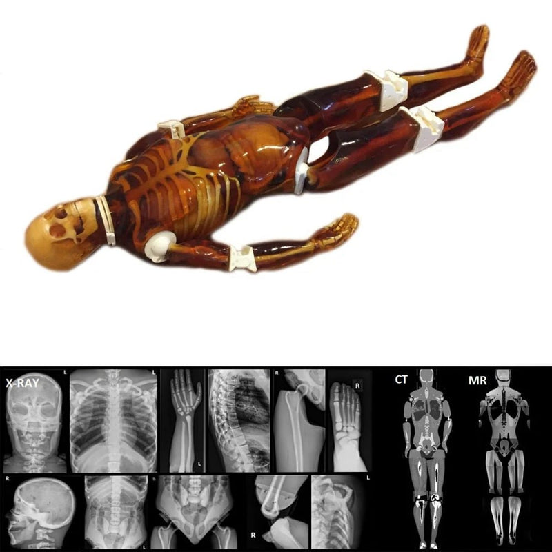 Adult Full Human Body Phantom for X-Ray CT & MRI Training