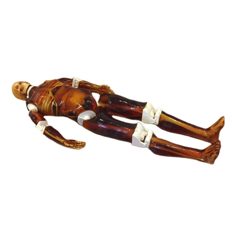 Adult Full Human Body Phantom for X-Ray CT & MRI Training