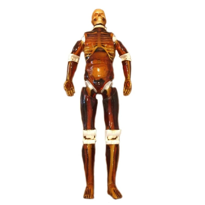 Adult Full Human Body Phantom for X-Ray CT & MRI Training