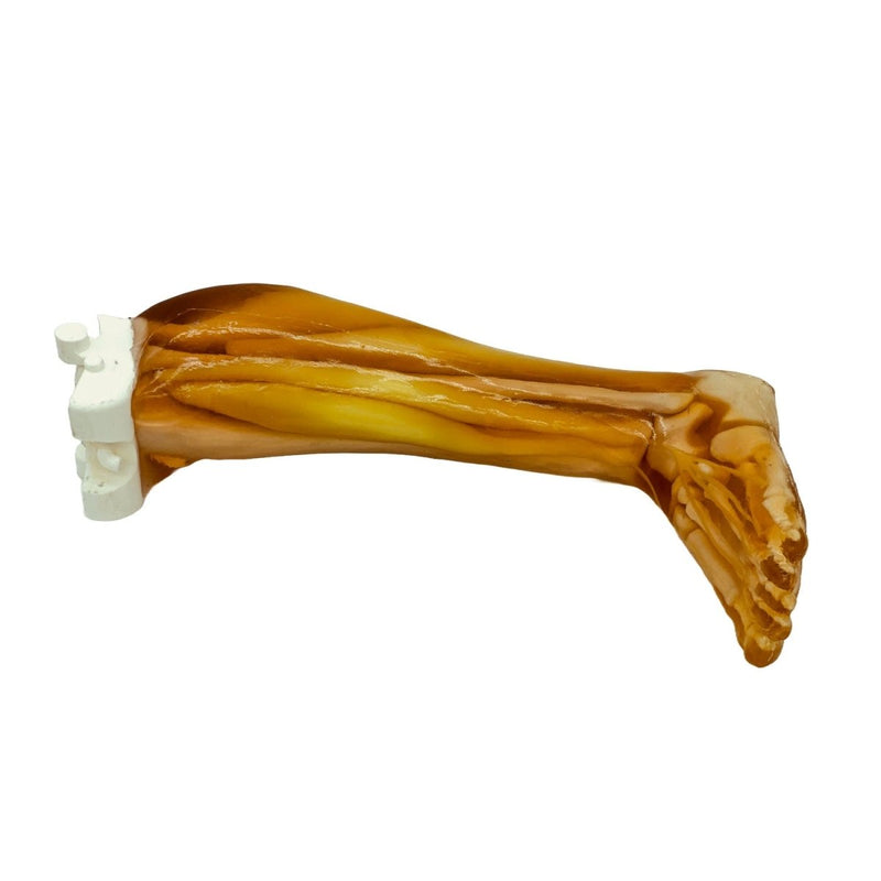 Adult Leg Phantom with Muscles for for X-Ray CT and Ultrasound