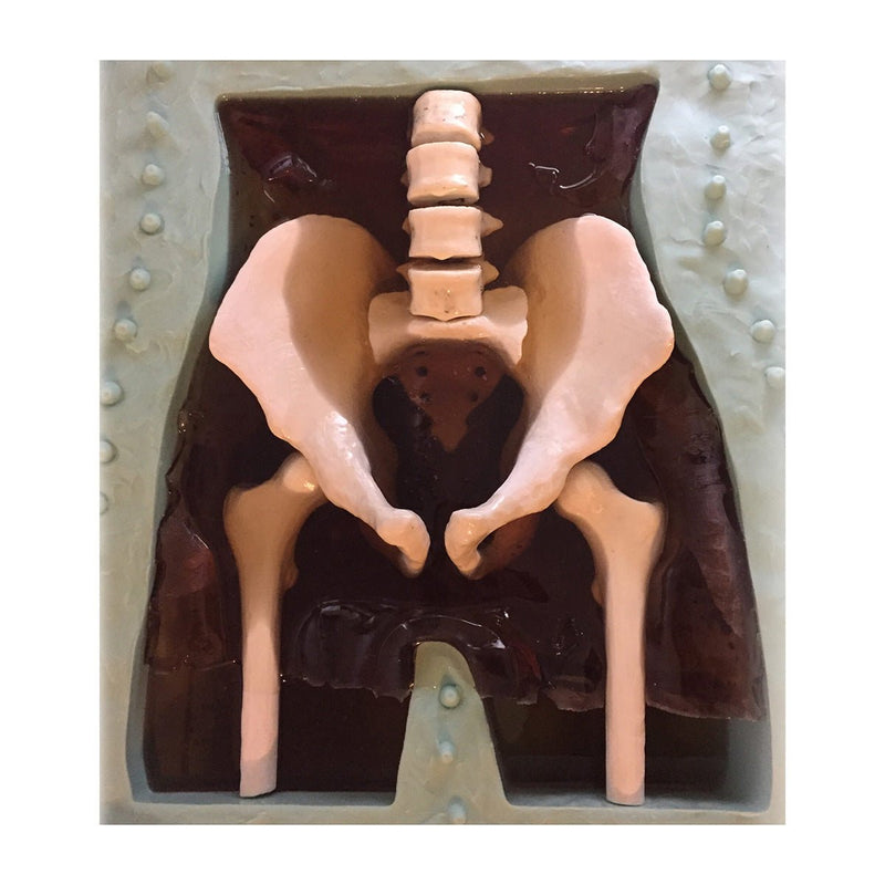 Adult Pelvis Phantom for X-Ray CT and MRI