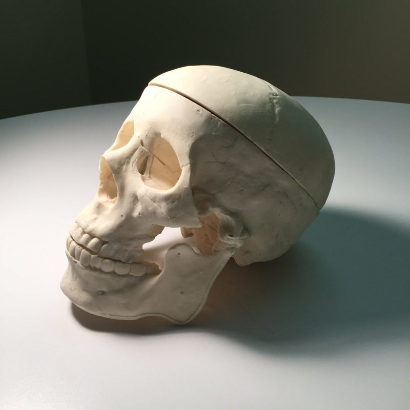 Adult Skull for X-Ray CT, Ultrasound and MRI