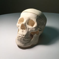 Adult Skull for X-Ray CT, Ultrasound and MRI