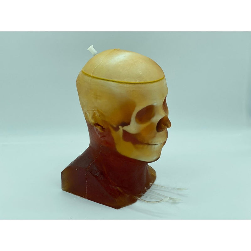 Advanced Adult Head Phantom for X-Ray CT, Ultrasound and MRI