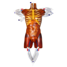 Cardiac Adult Torso with Heart Pump for X-Ray CT and MRI