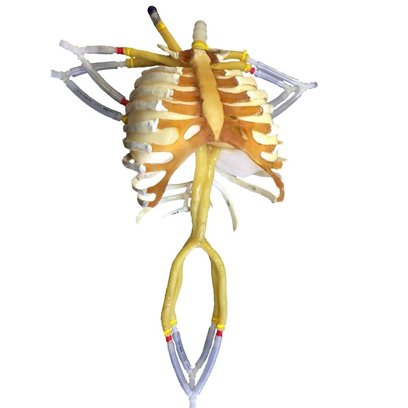 Advanced Adult Torso with Heart Pump for X-Ray CT and MRI