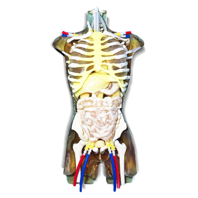 Advanced Adult Torso with Heart Pump for X-Ray CT and MRI