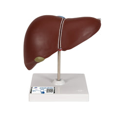 Anatomical Liver with Gall Bladder Model