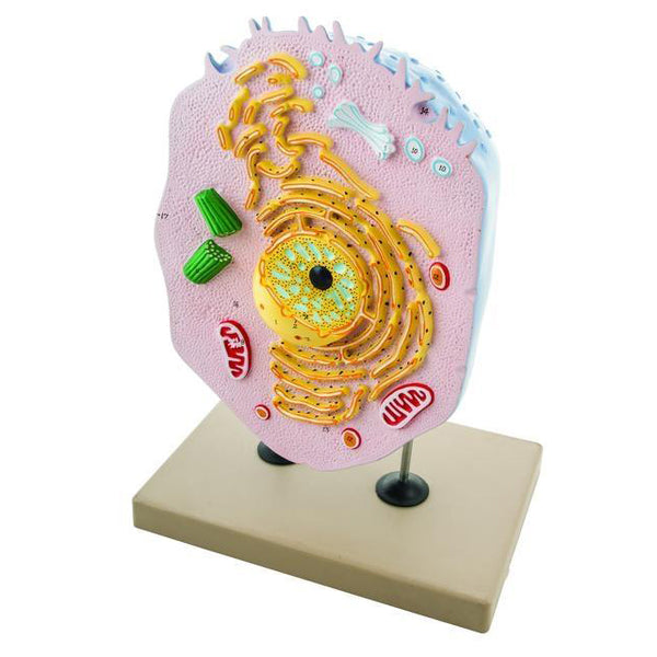 Animal Cell Model, Hand Painted – GTSimulators.com