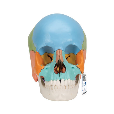 Beauchene Adult Human Skull Model, Colored Version, 22 part