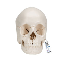 Beauchene Adult Skull Model 22 part