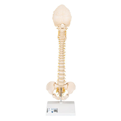 BONElike™ Child's Vertebral Column