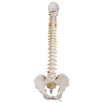 Classic Flexible Spine Model