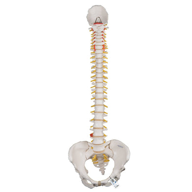 Classic Flexible Spine Model with Female Pelvis