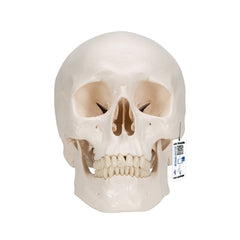 Classic Human Skull Model, 3 part