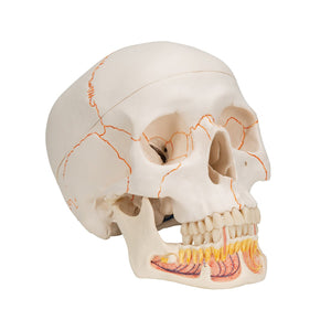 Classic Skull Model with Opened Jaw, 3-part