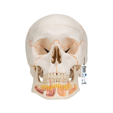 Classic Skull Model with Opened Jaw, 3-part